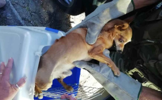 Cupra Marittima -  Lascia il cane sotto il sole cocente, denunciato per maltrattamento di animali